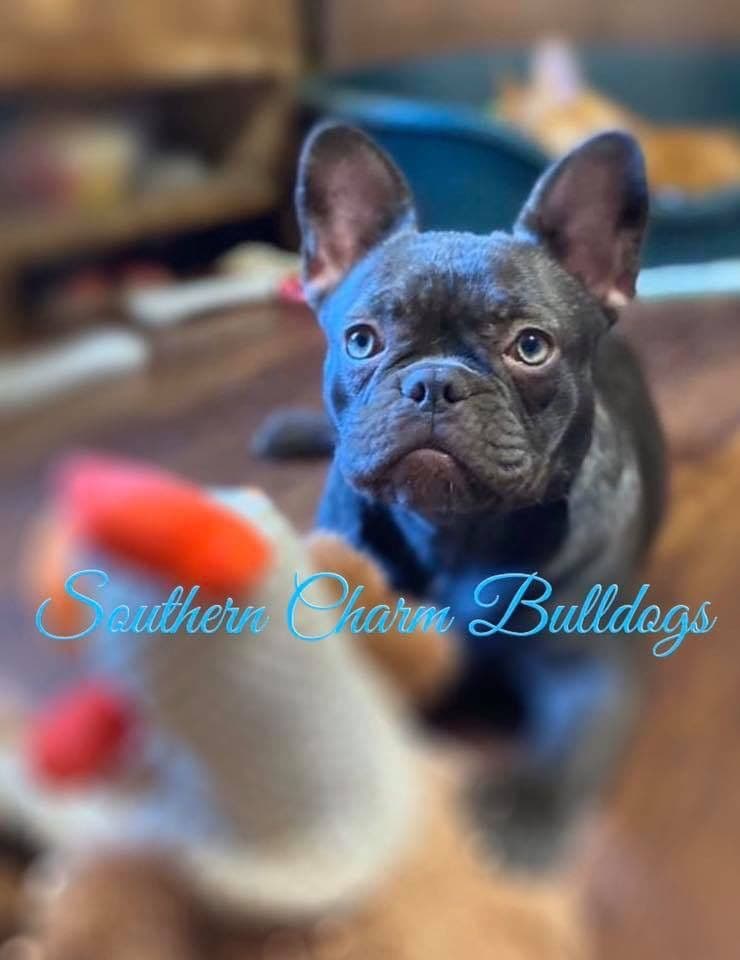 Adorable French Bulldog Puppies breeder image 3