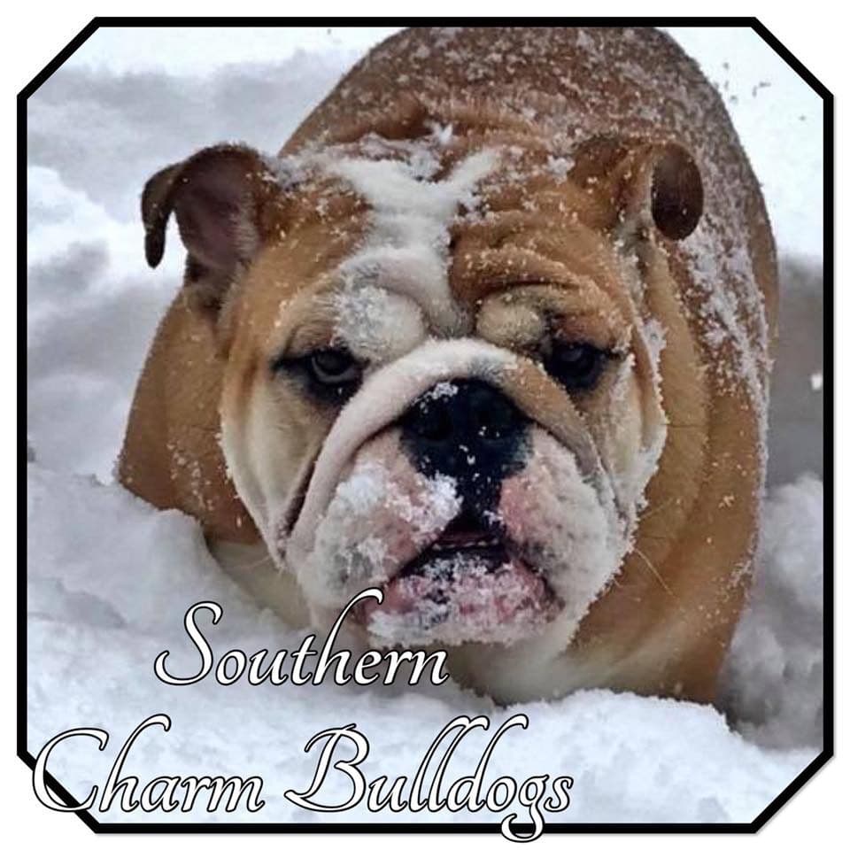 Adorable French Bulldog Puppies breeder image 6