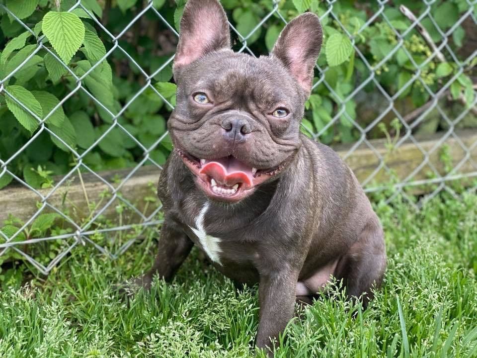 Adorable French Bulldog Puppies breeder image 7