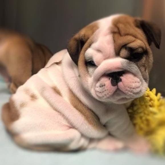 Adorable French Bulldog Puppies breeder image 8