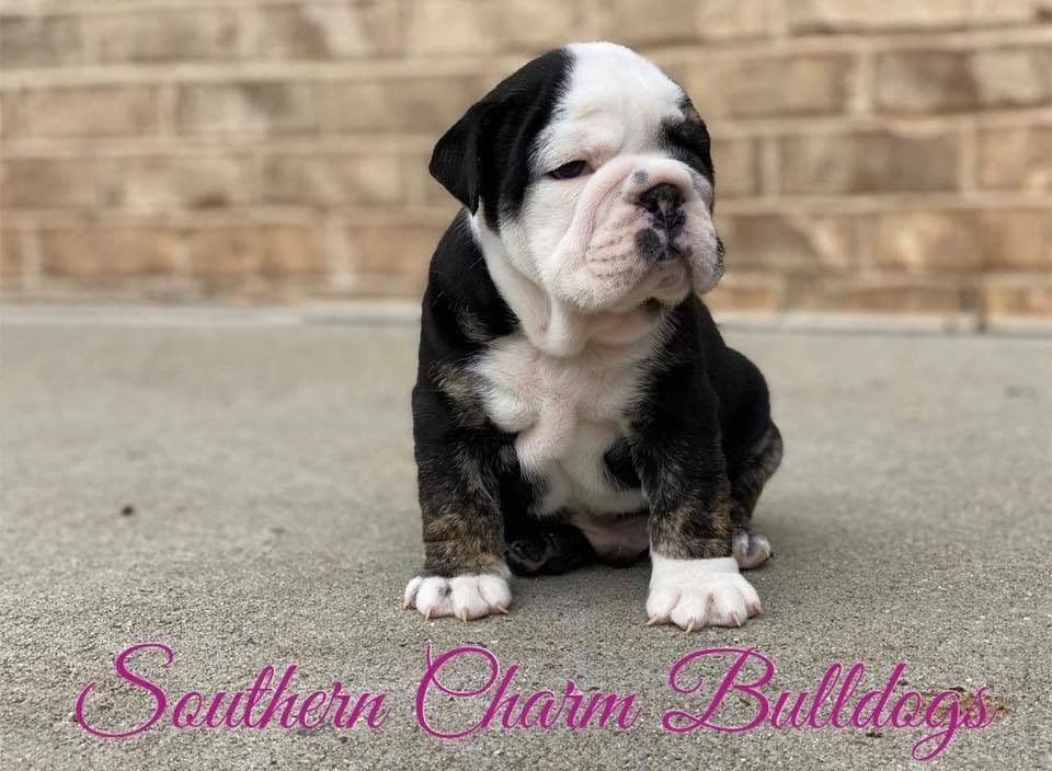 Adorable French Bulldog Puppies breeder image 12
