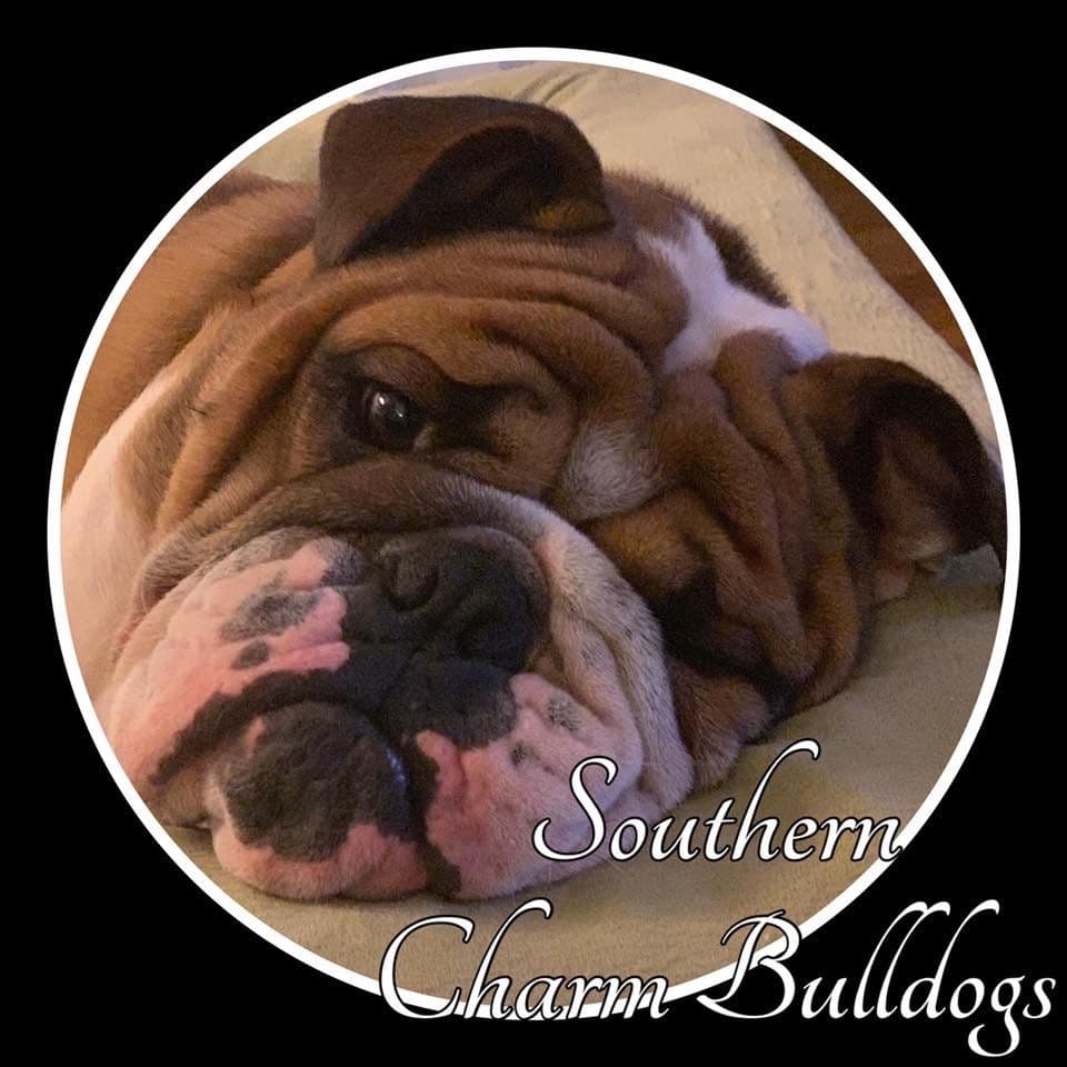 Adorable French Bulldog Puppies breeder image 16