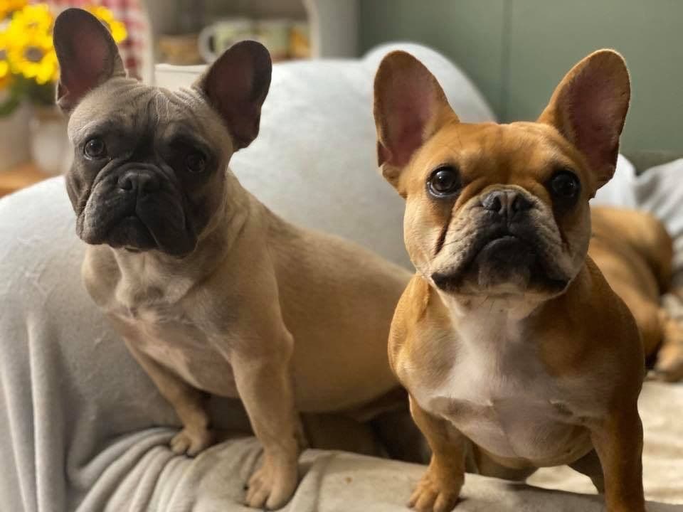 Adorable French Bulldog Puppies breeder image 26