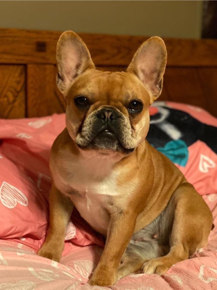 Adorable French Bulldog Puppies breeder image 25