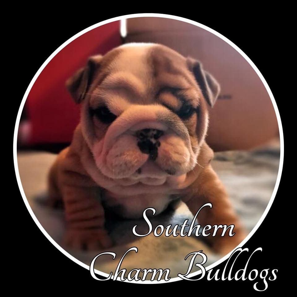 Adorable French Bulldog Puppies breeder image 27