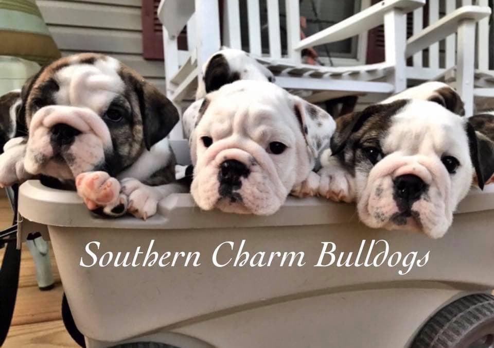 Adorable French Bulldog Puppies breeder image 31