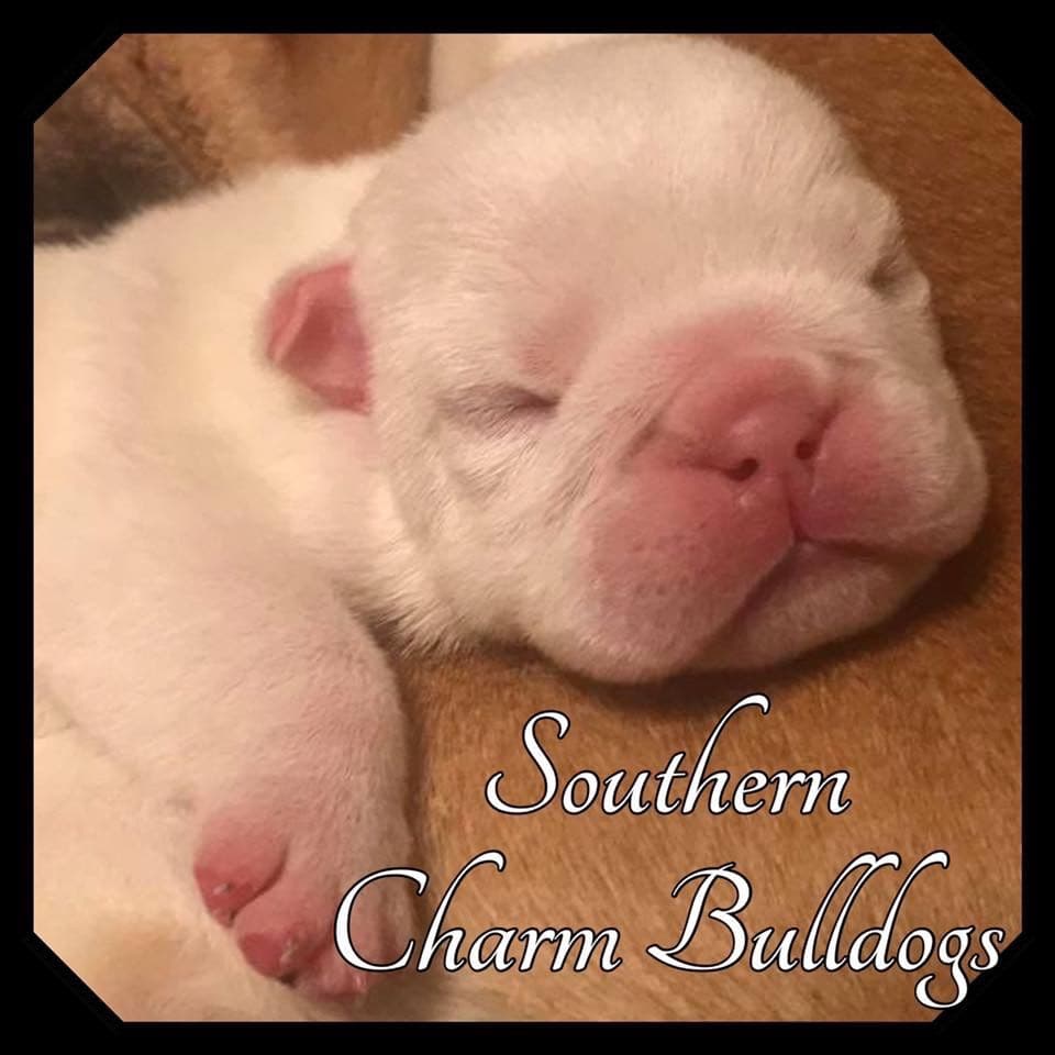Adorable French Bulldog Puppies breeder image 28