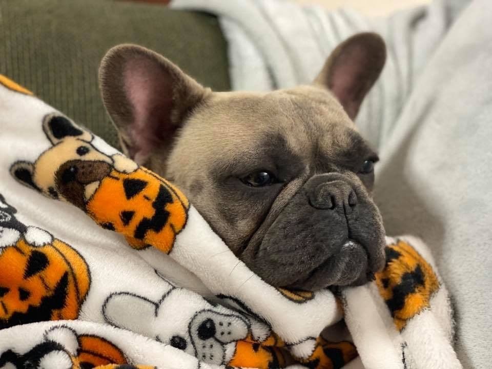 Adorable French Bulldog Puppies breeder image 29