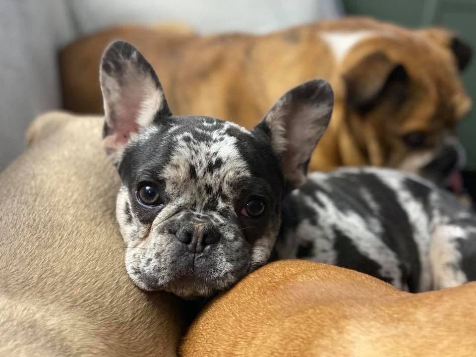 Adorable French Bulldog Puppies breeder image 30