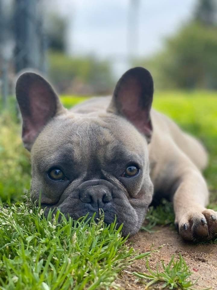 Adorable French Bulldog Puppies breeder image 33