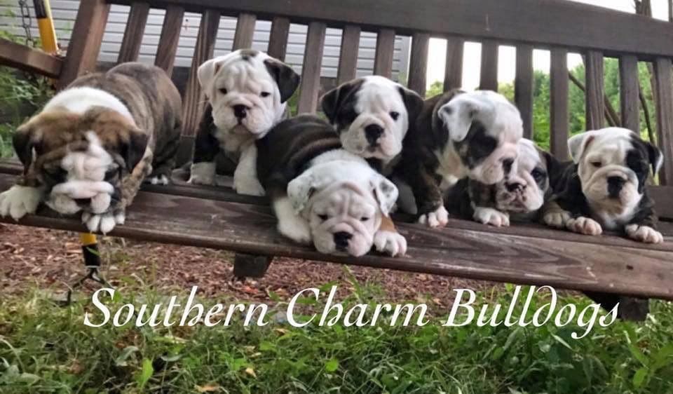 Adorable French Bulldog Puppies breeder image 32