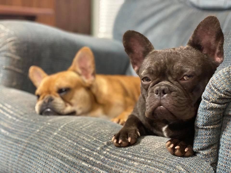 Adorable French Bulldog Puppies breeder image 35