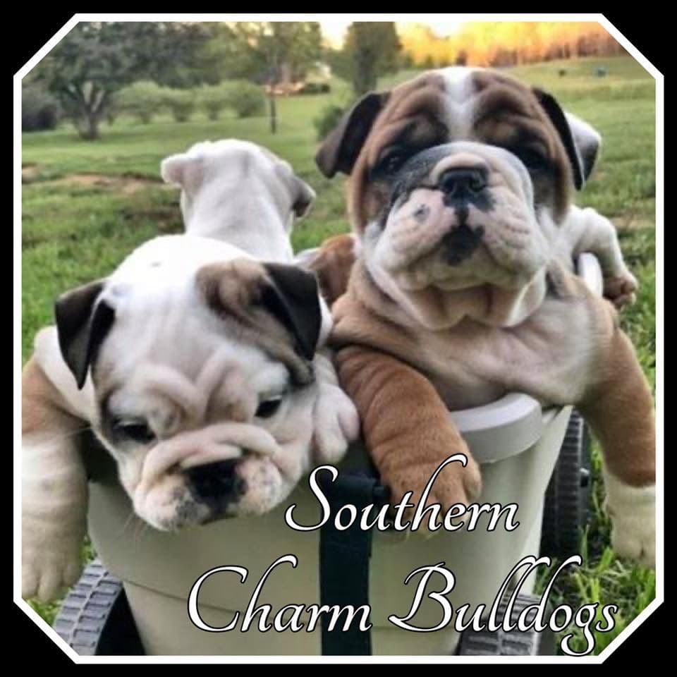 Adorable French Bulldog Puppies breeder image 36
