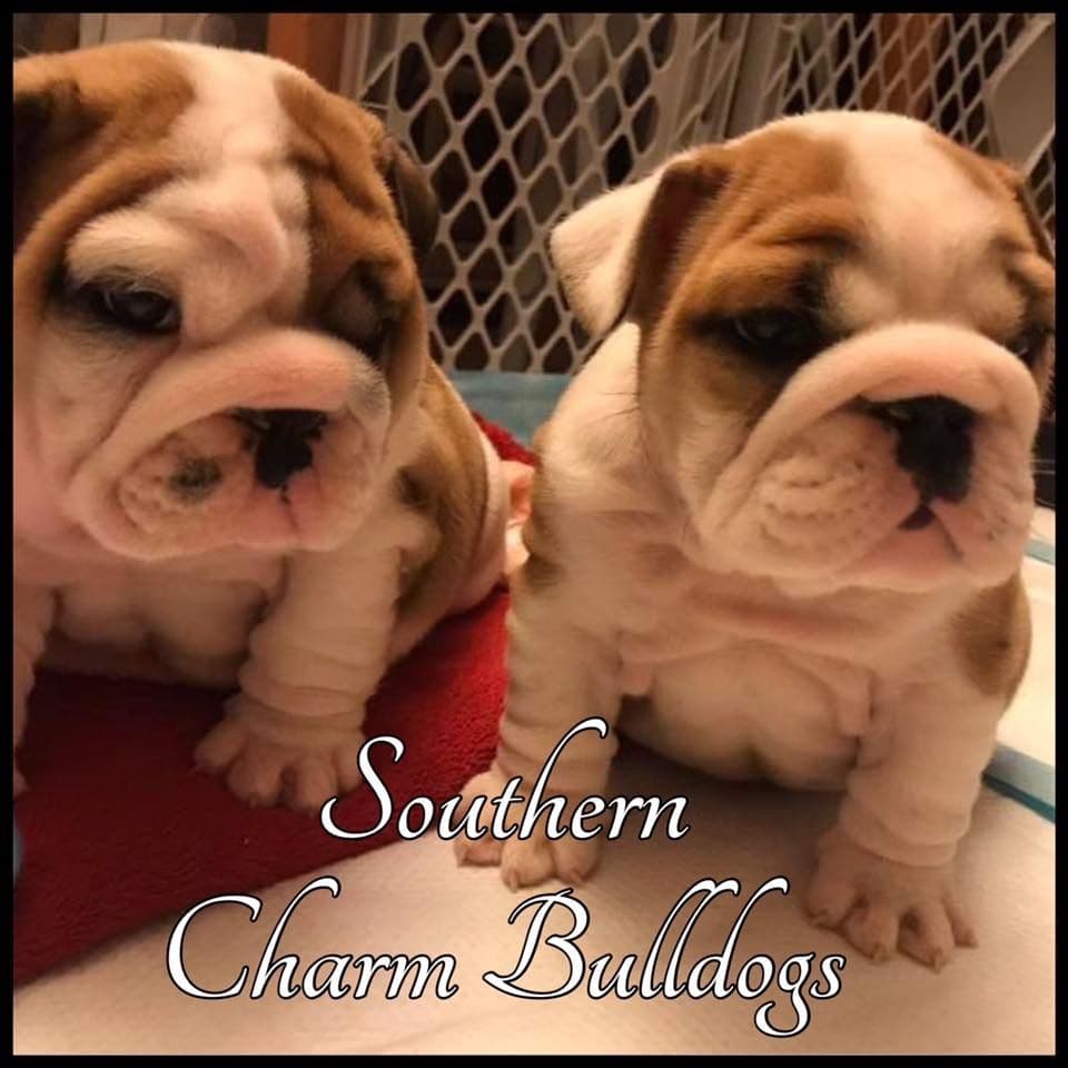 Adorable French Bulldog Puppies breeder image 37