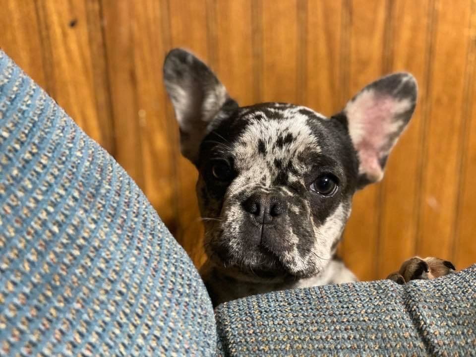 Adorable French Bulldog Puppies breeder image 38