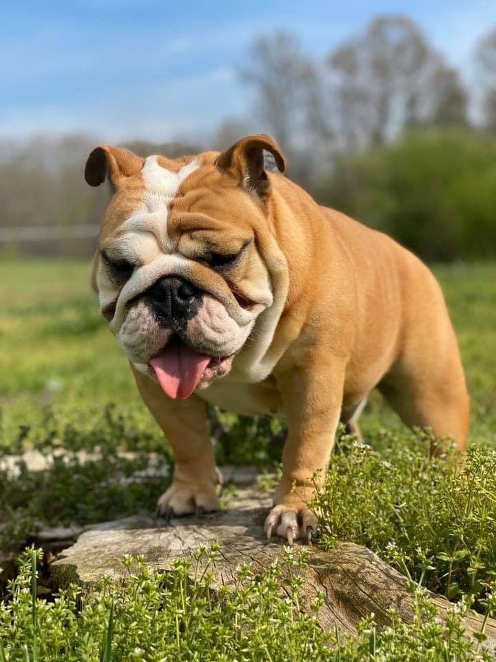 Adorable French Bulldog Puppies breeder image 41
