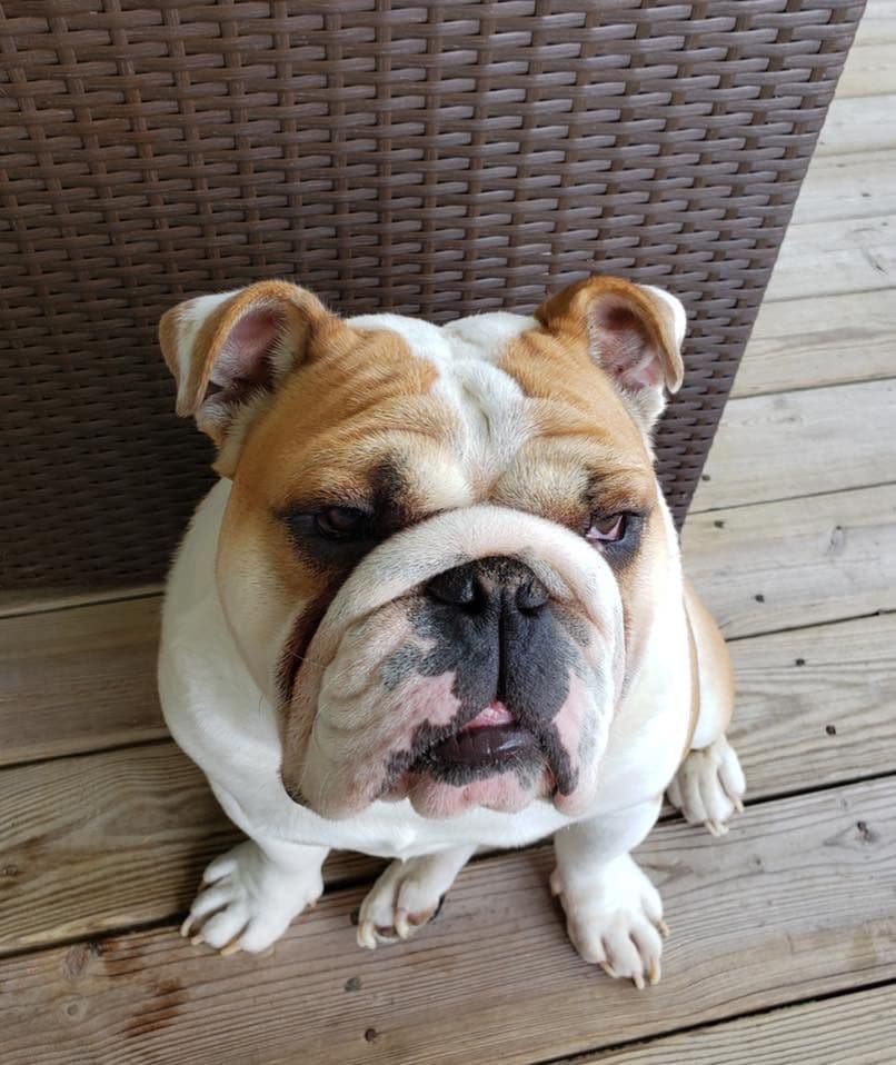 Adorable French Bulldog Puppies breeder image 39