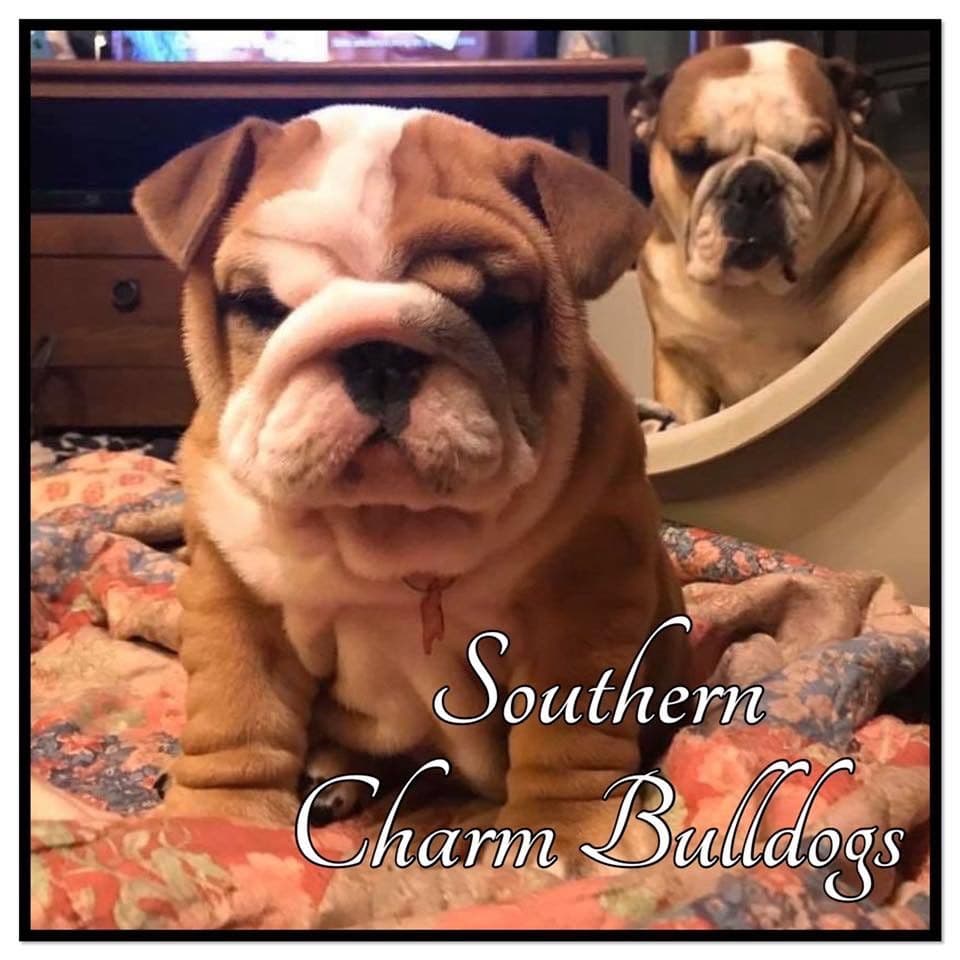 Adorable French Bulldog Puppies breeder image 40