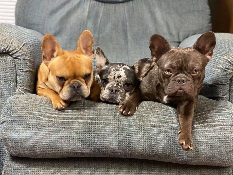 Adorable French Bulldog Puppies breeder image 43