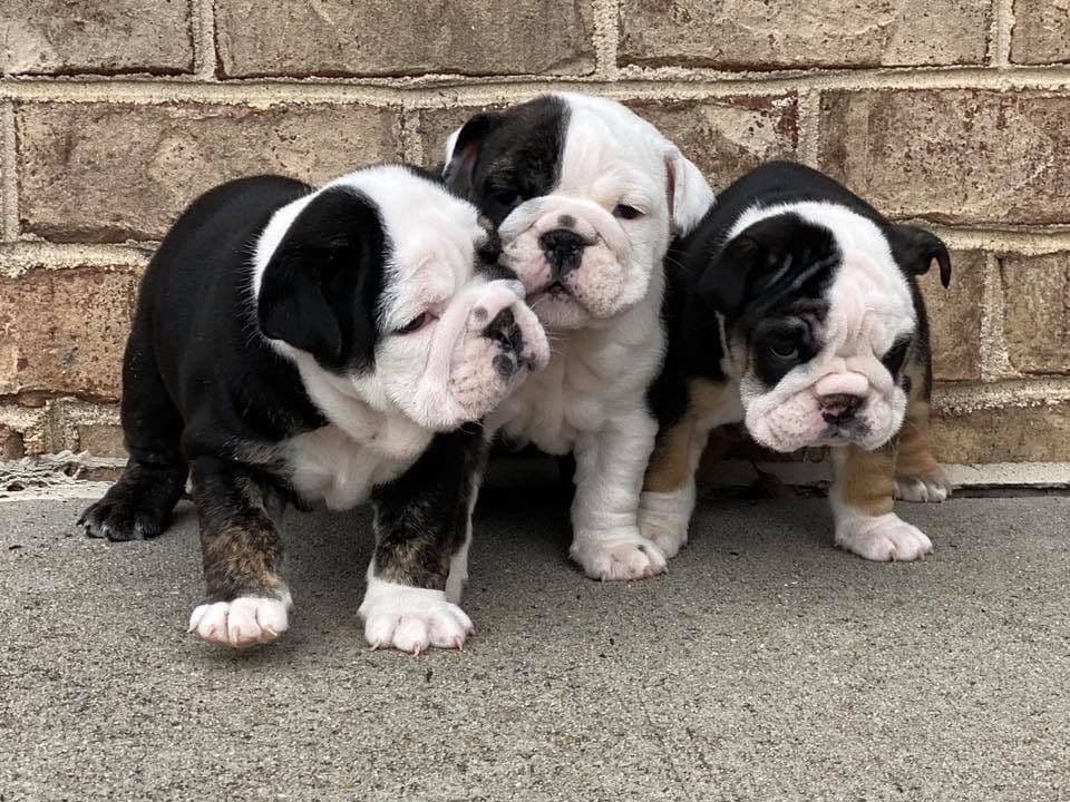 Adorable French Bulldog Puppies breeder image 44
