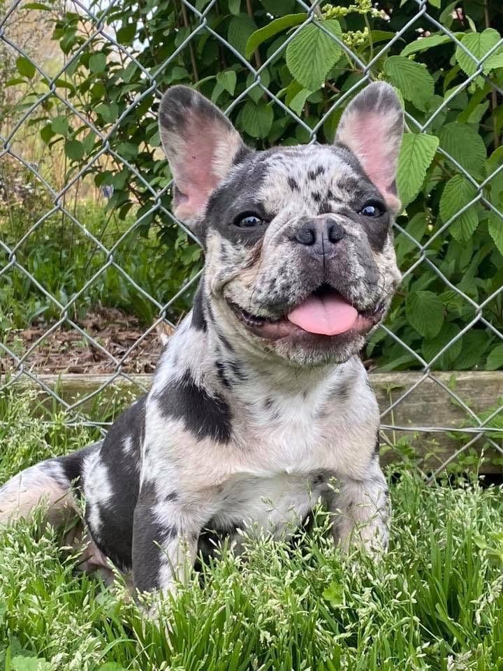 Adorable French Bulldog Puppies breeder image 45