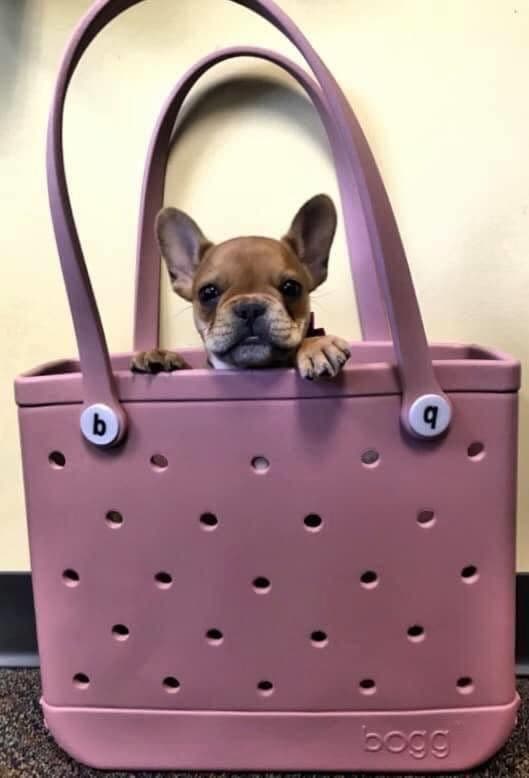 Adorable French Bulldog Puppies breeder image 46