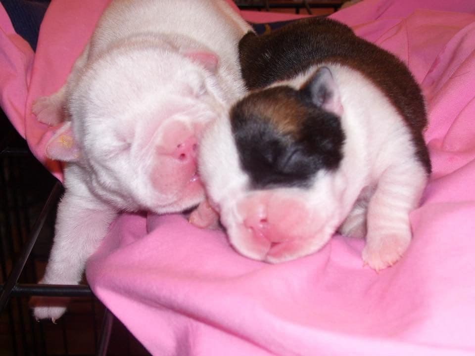 Adorable French Bulldog Puppies breeder image 48