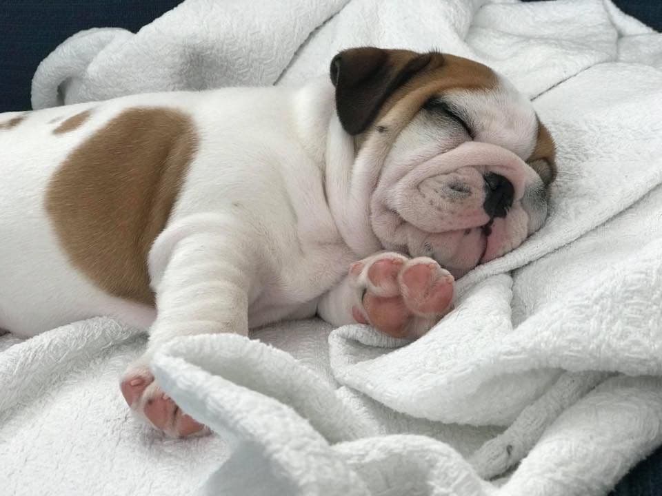 Adorable French Bulldog Puppies breeder image 51