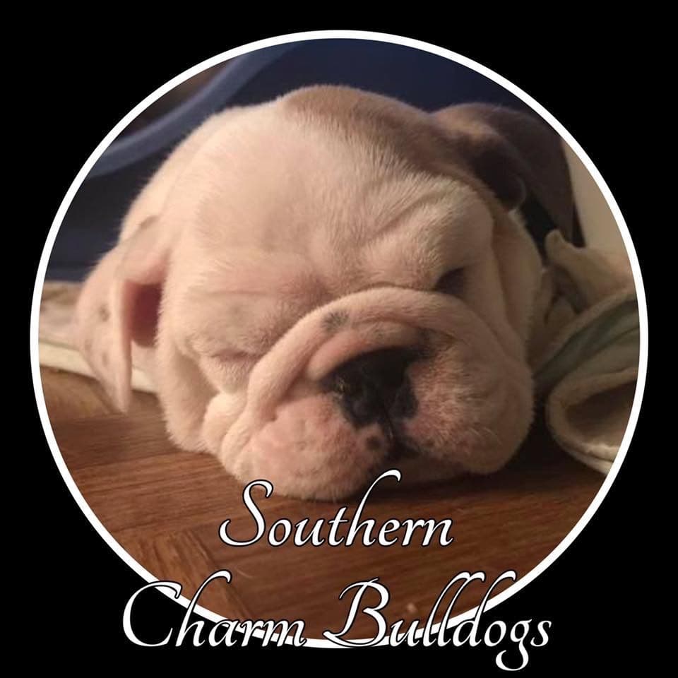 Adorable French Bulldog Puppies breeder image 52