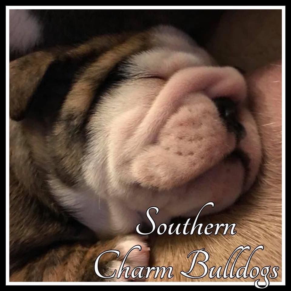 Adorable French Bulldog Puppies breeder image 55
