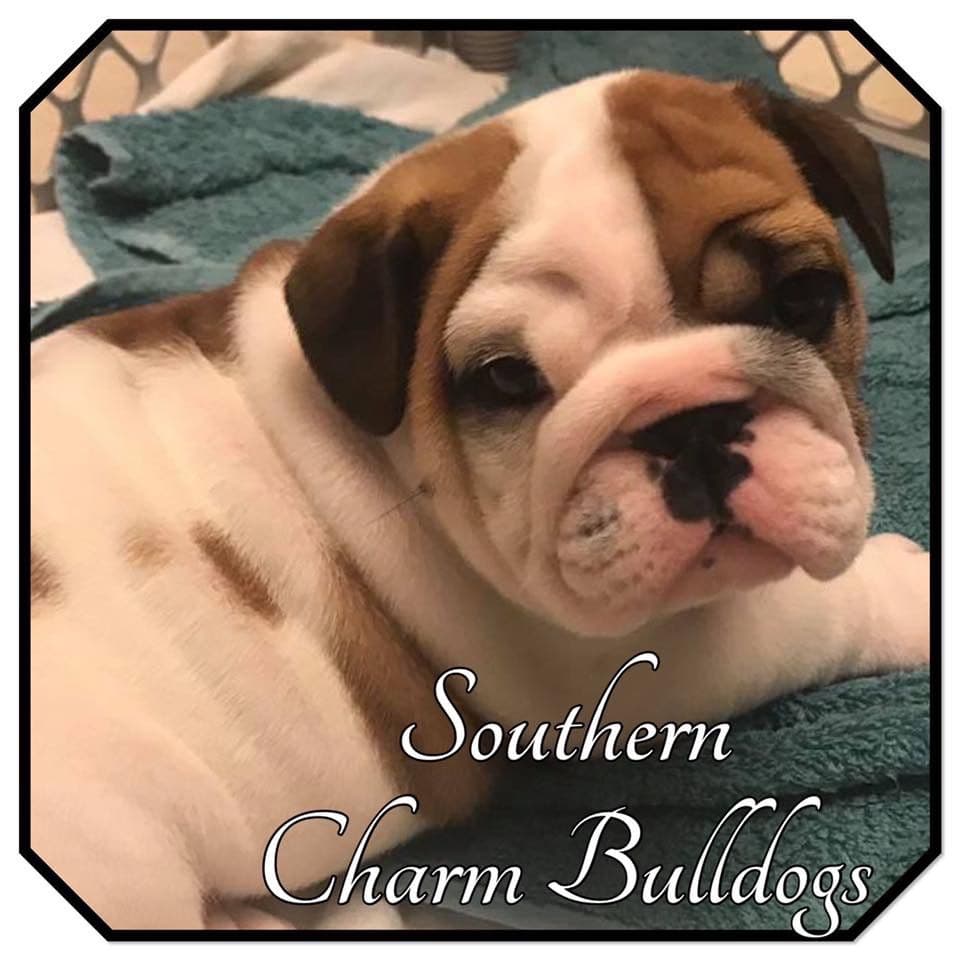 Adorable French Bulldog Puppies breeder image 53