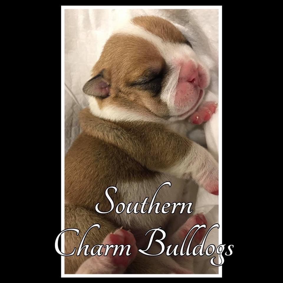 Adorable French Bulldog Puppies breeder image 57