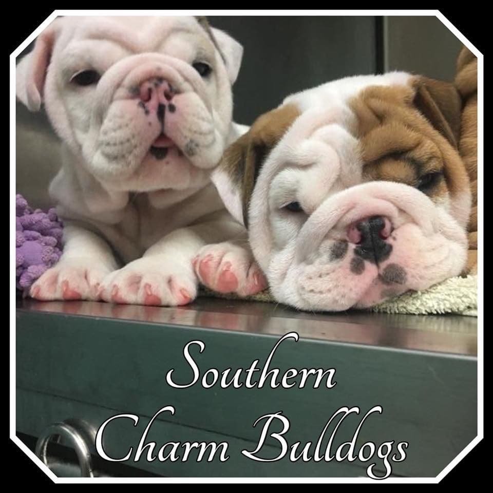 Adorable French Bulldog Puppies breeder image 54