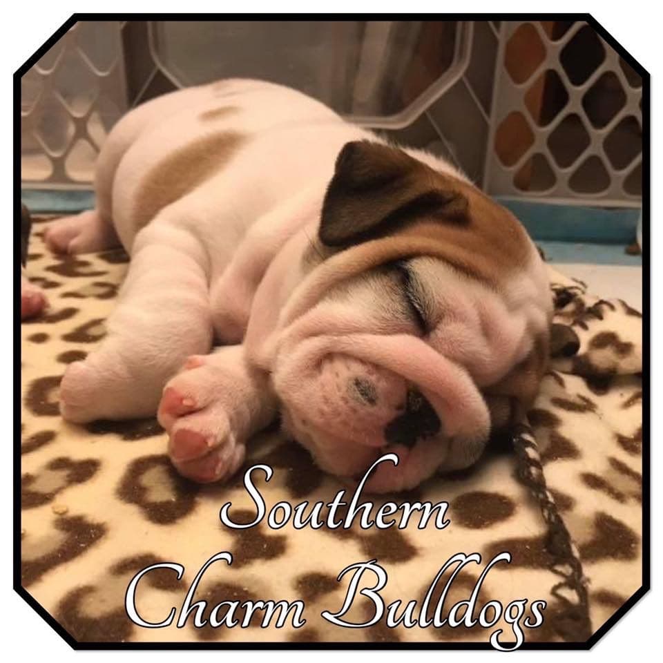 Adorable French Bulldog Puppies breeder image 58