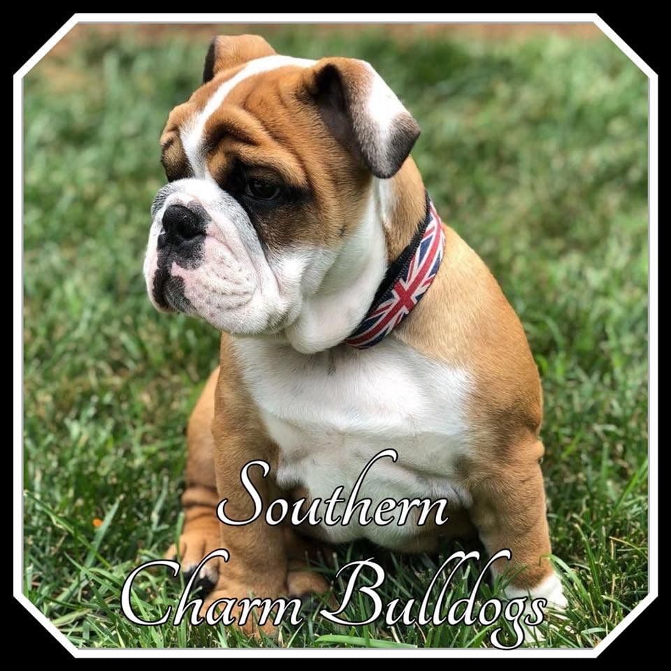 Adorable French Bulldog Puppies breeder image 60