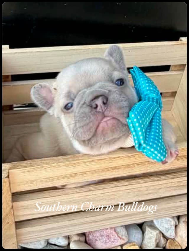Adorable French Bulldog Puppies media 3