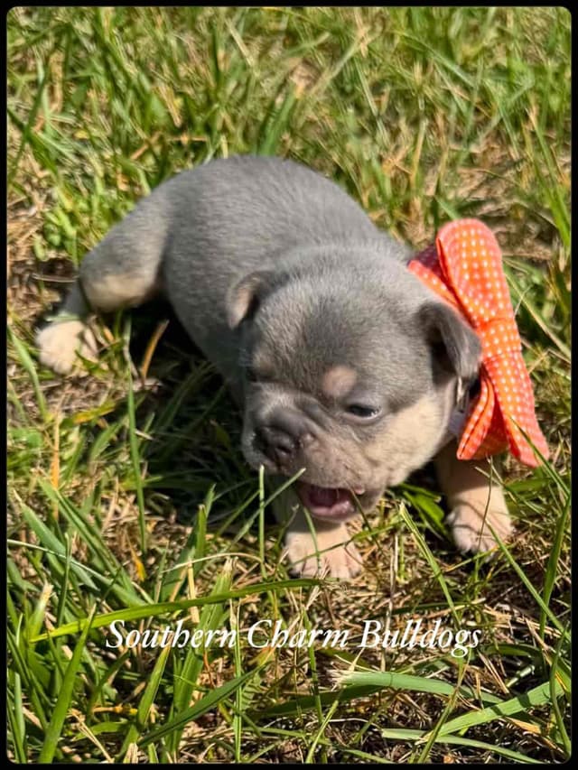 Adorable French Bulldog Puppies media 5