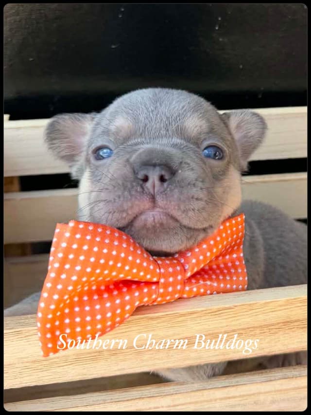 Adorable French Bulldog Puppies media 6