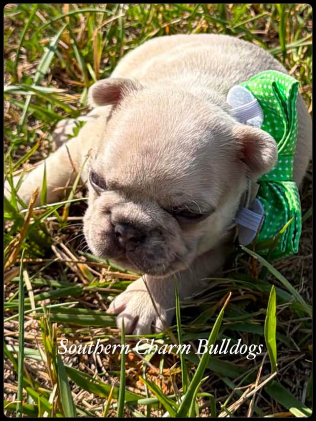 Adorable French Bulldog Puppies media 9