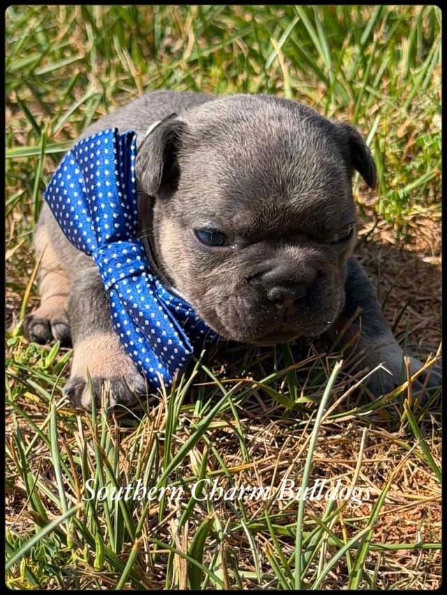 Adorable French Bulldog Puppies media 8