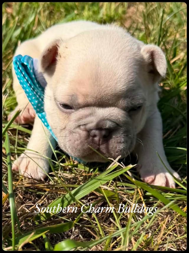 Adorable French Bulldog Puppies media 11