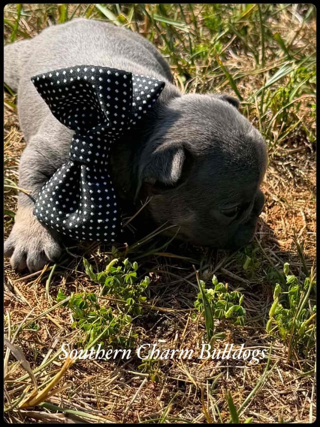 Adorable French Bulldog Puppies media 10