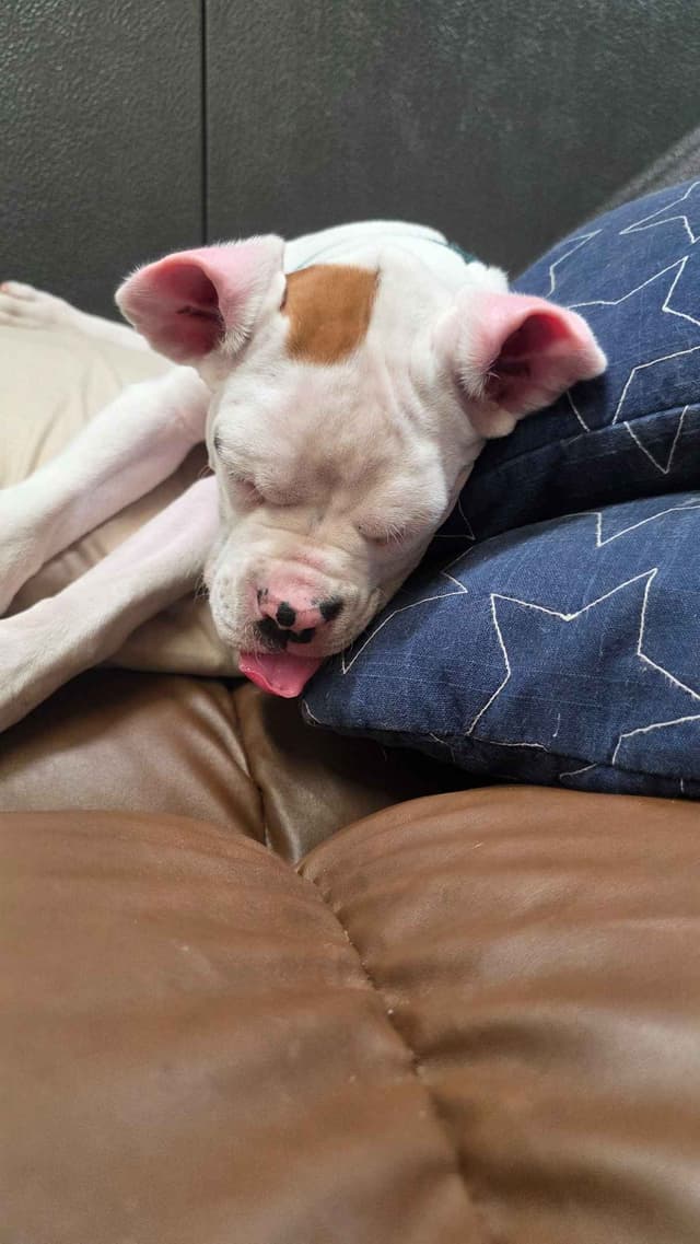 Boxer Puppies media 2