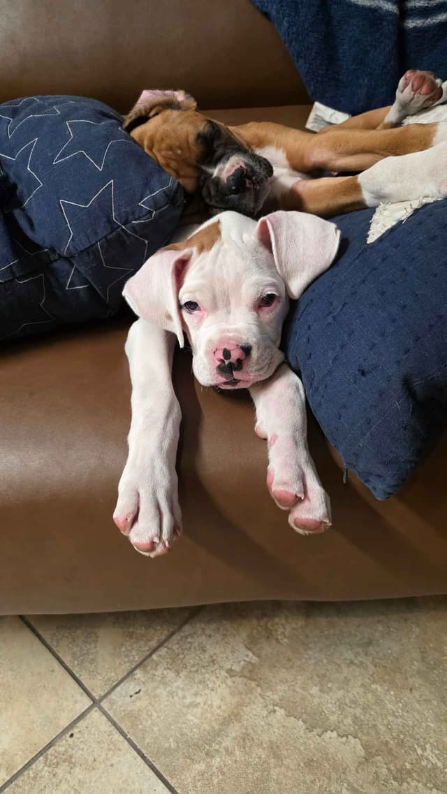 Boxer Puppies media 3