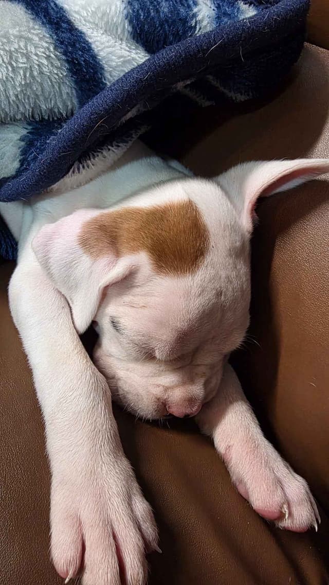 Boxer Puppies media 5
