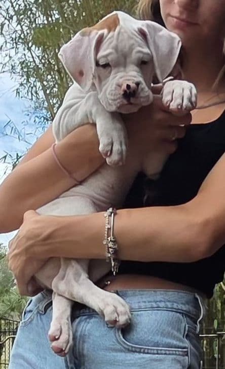 Boxer Puppies media 4