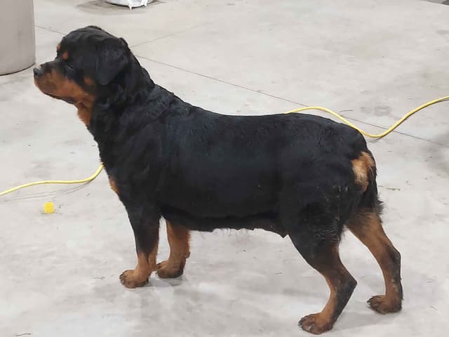 Rottweiler Puppies media 2