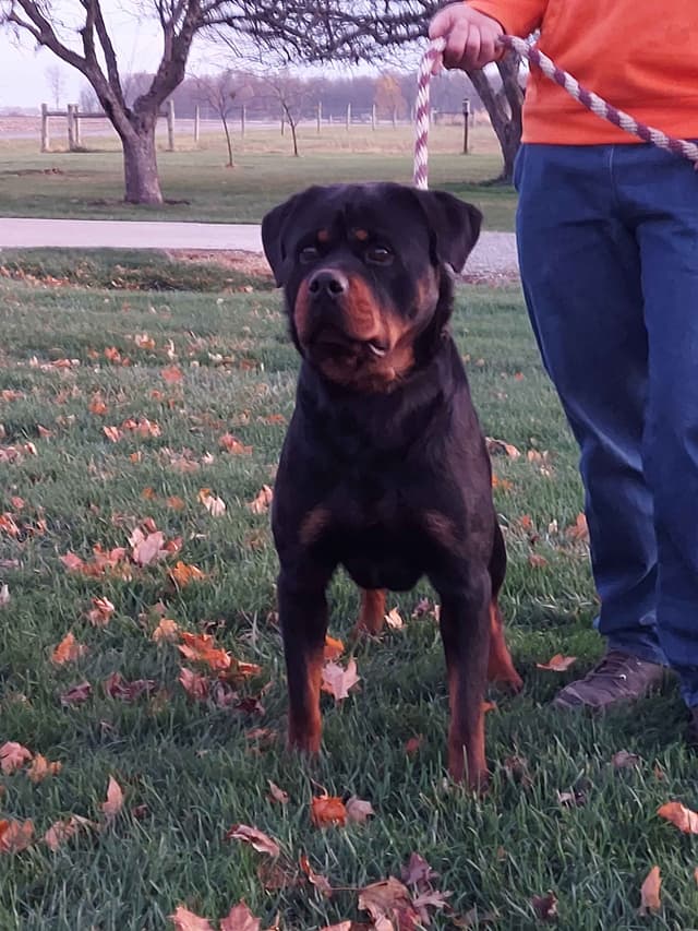 Rottweiler Puppies media 4