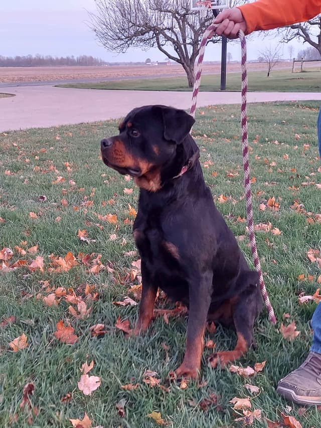 Rottweiler Puppies media 6