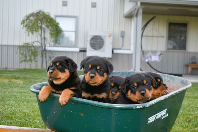 Rottweiler Puppies media 7